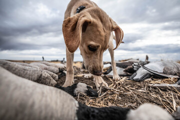 Puppy with waterfowl