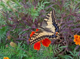 butterfly on a flower