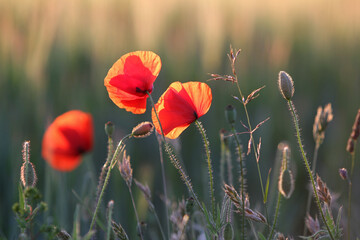 Ein Mohnfeld im Sommer