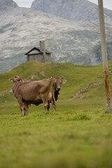 Almleben. <<k&uuml;he und K&auml;lber in den Schweizer Alpen