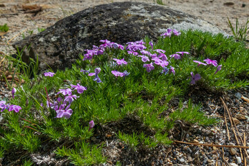 Purple flowers on the rocks