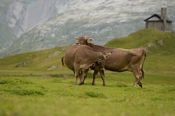 Almleben. <<kühe und Kälber in den Schweizer Alpen