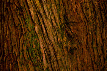 old wood texture