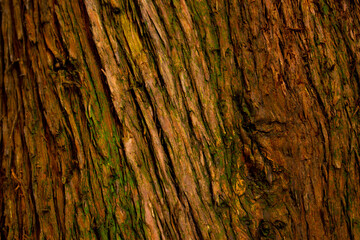 bark of a tree