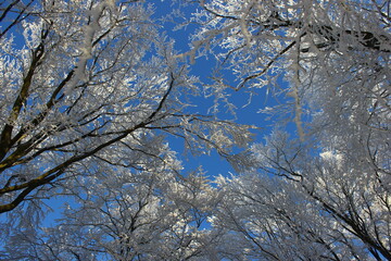 beautiful snowy trees on forest and view on the blue sky, white tree branches