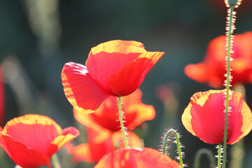 Ein Mohnfeld im Sommer
