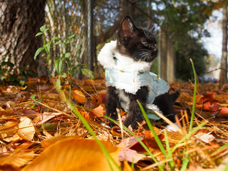 Kitten in a lined jacket sitting up outside during autumn