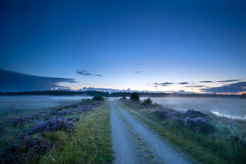 ground road in dusk through swamp