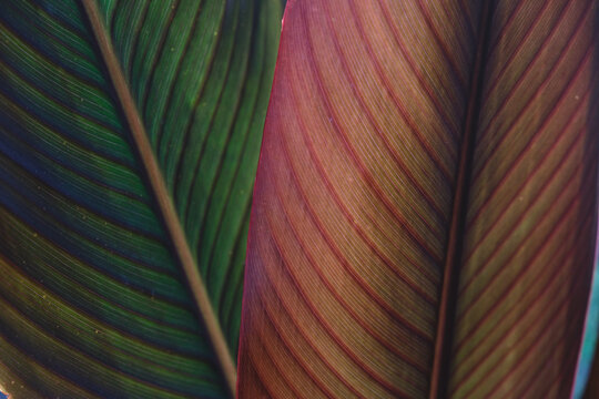 Modern Abstract Green and Red leaves Texture Closeup Background. Nature Concept of Tropical Leaf