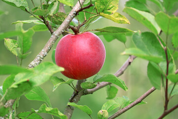 apple harvest in the garden
