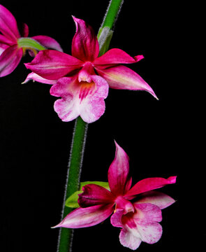 Calanthe hybrid