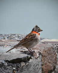 Brown and orange bird standing on a rock