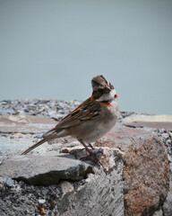 Brown and orange bird standing on a rock looking at you