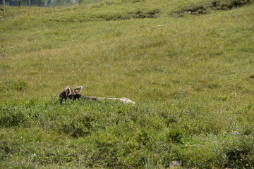 Almleben. <<kühe und Kälber in den Schweizer Alpen
