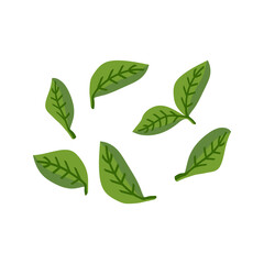 Basil in flat style. Ingredients for Italian cuisine. Pieces of traditional greenery for Italian pizza. Vector clipart for culinary book, pizzeria menu and web design.
