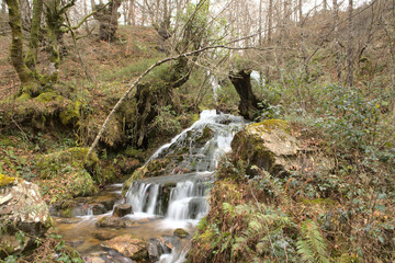 waterfall in the forest