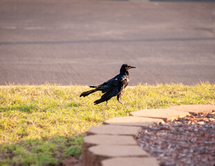 Great-tailed Grackle, Wounded