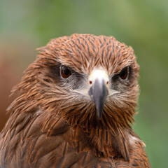 Black Kite © Yay Images