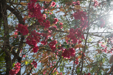 beautiful fuchsia colored tropical flowers hang from the branches of a tree on a sunny spring afternoon