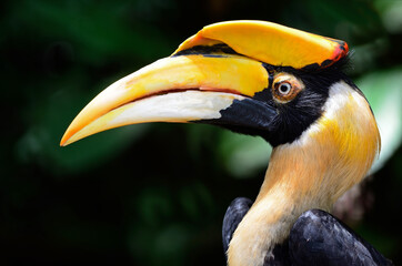 Great Hornbill © Yay Images