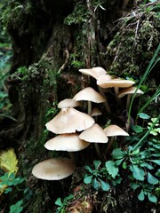 Wild mushroom in the forest 