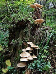 Wild mushroom in the forest 