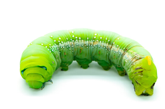 Caterpillar Oleander Hawk-moth