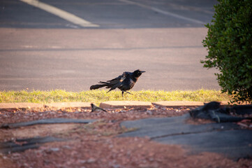 Great-tailed Grackle
