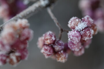 Frost on the berry