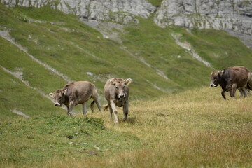 Almleben. <<kühe und Kälber in den Schweizer Alpen