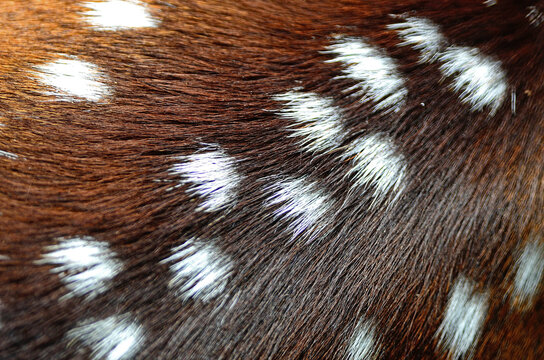 Spotted Deer Skin