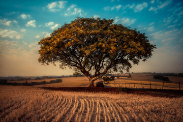 Fototapeta premium A big tree in the field with yellow leaves