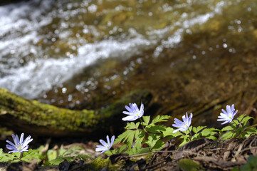 キクザキイチゲ