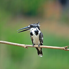 female Pied Kingfisher