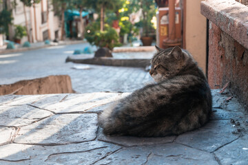 Cat on the Istanbul street, Turkey