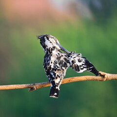 female Pied Kingfisher