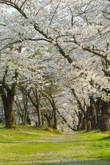 みゆき公園のサクラ