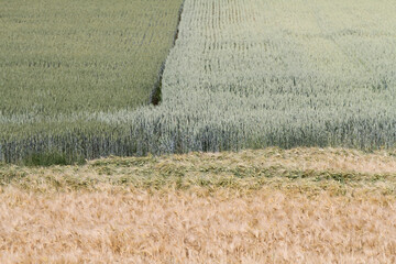 Getreidefelder im Sommer