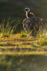 A griffon vulture (Gyps fulvus)