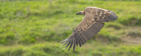 A griffon vulture (Gyps fulvus)