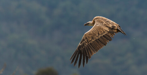 A griffon vulture (Gyps fulvus)