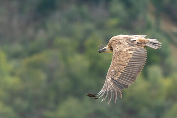 A griffon vulture (Gyps fulvus)