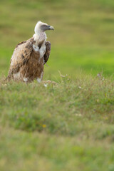 A griffon vulture (Gyps fulvus)