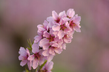 Obraz premium モモの花