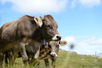 Almleben. <<kühe und Kälber in den Schweizer Alpen