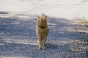 Chat roux marchant dans la rue .