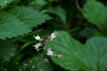 Witch's grass or Circaea lutetiana. the flowers are 4 to 8 mm in diameter. 
