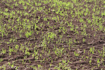 Aussaat auf einem Feld Ackerbau Agrar