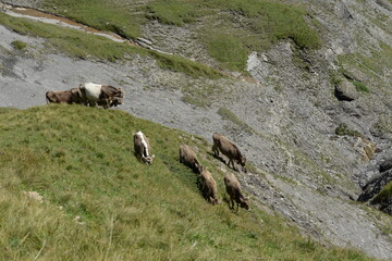 Almleben. <<kühe und Kälber in den Schweizer Alpen