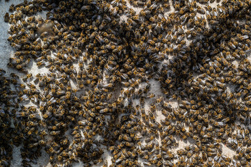 Bees crawl on honeycombs. Bees work in the hive. Apiary closeup. Honey production
